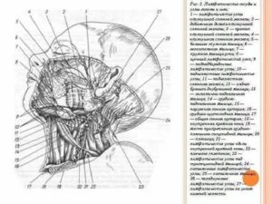 Лимфоузлы в слюнной железе
