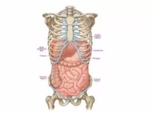 Могут ли ребра давить на внутренние органы?