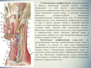 Лимфоузлы в слюнной железе