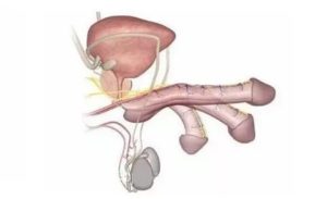 В чем причина пульсации в половом члене