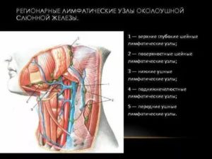 Лимфоузлы в слюнной железе