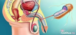 В чем причина пульсации в половом члене