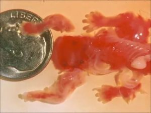 Беременность через месяц после аборта