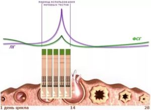 Овуляция после всплеска лг