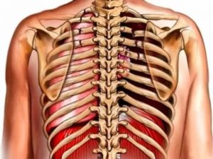 Могут ли ребра давить на внутренние органы?