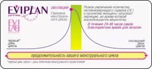 Овуляция после всплеска лг