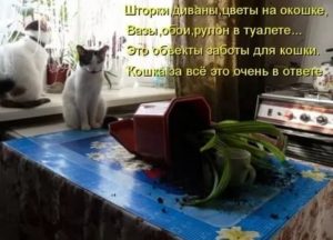 В жизни ничто не радует