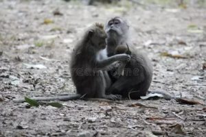 Царапина обезьяны