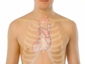 Стуки в грудной клетке