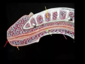 В чем причина пульсации в половом члене