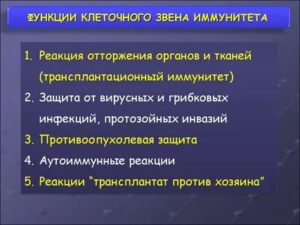 Клеточное звено иммунитета