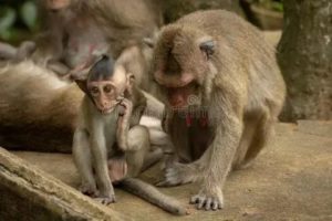 Царапина обезьяны