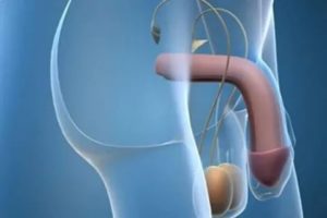 Хруст полового члена