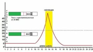 Овуляция после всплеска лг
