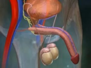 Хруст полового члена