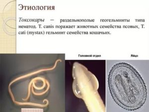 Токсокароз 1/400