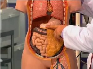 Могут ли ребра давить на внутренние органы?