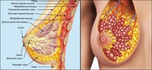 Твердые молочные железы