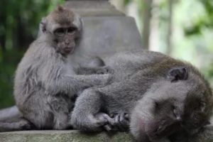 Царапина обезьяны