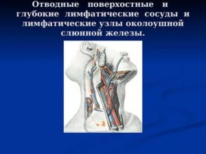 Лимфоузлы в слюнной железе