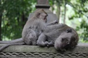 Царапина обезьяны